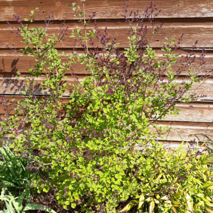 Plant image Syringa 'Morjos 060f' syn. Syringa 'Josee'