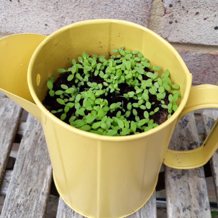 Plant image Chrysanthemum Paludosum 'Chalet'