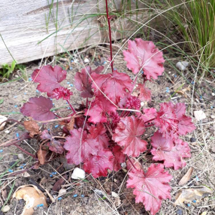 Plant image Heuchera 'Berry Smoothie'