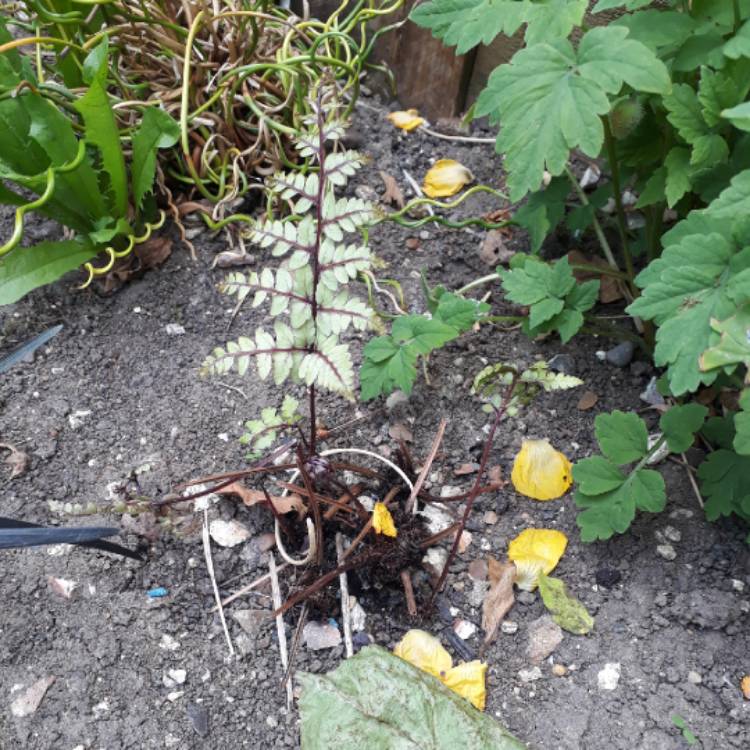 Plant image Athyrium otophorum var. okanum