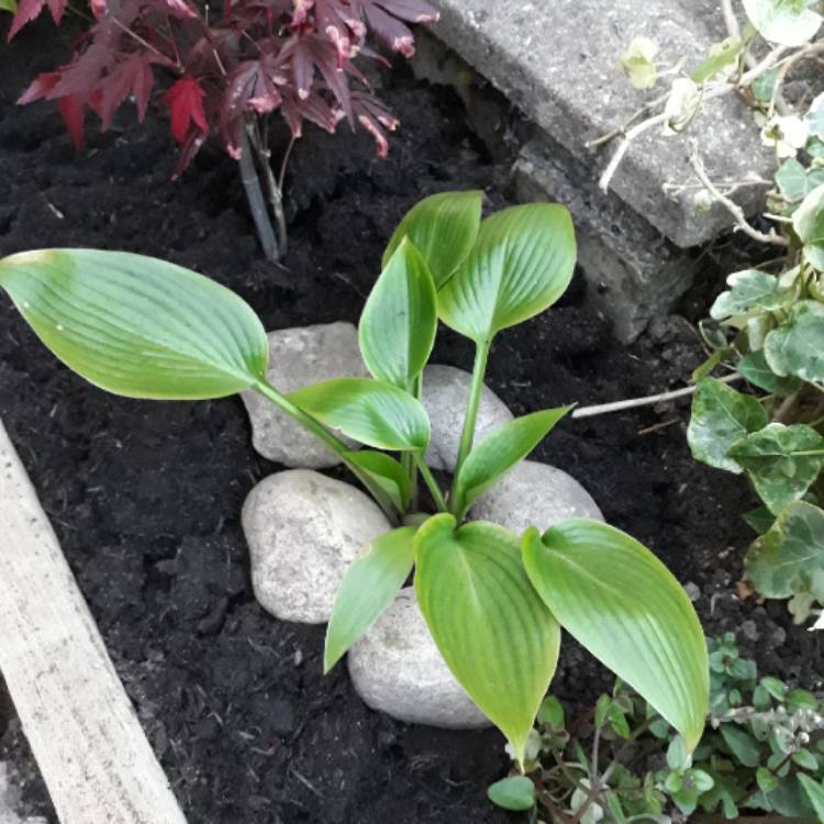 Plant image Hosta 'Devon Green'