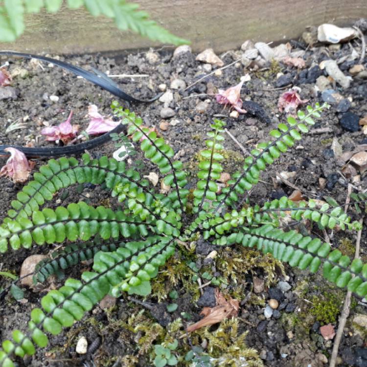 Plant image Asplenium trichomanes