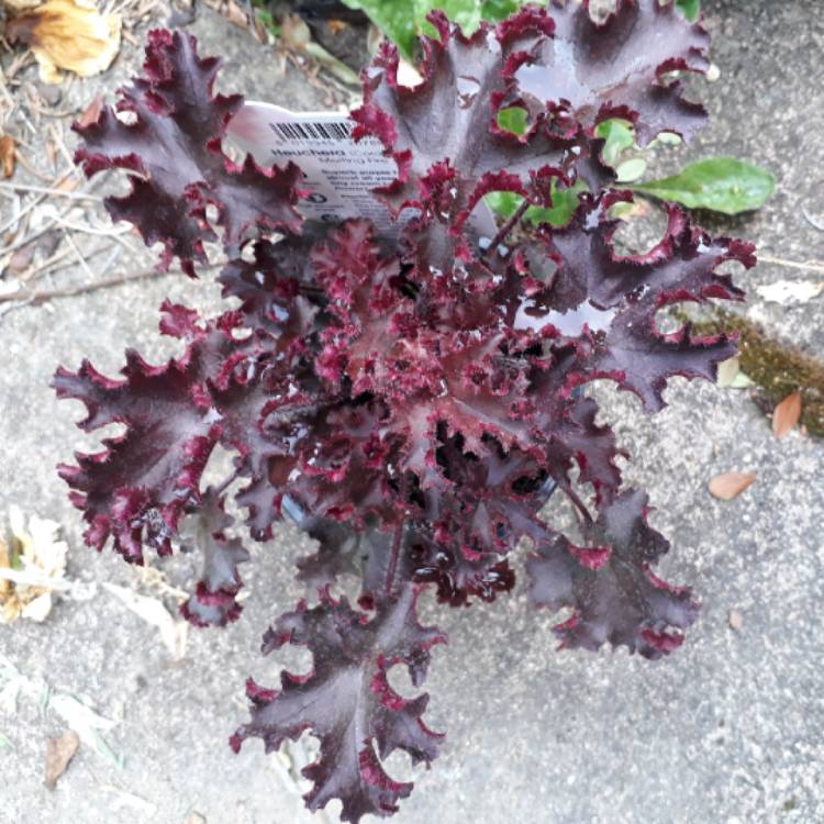 Plant image Heuchera 'Melting Fire'