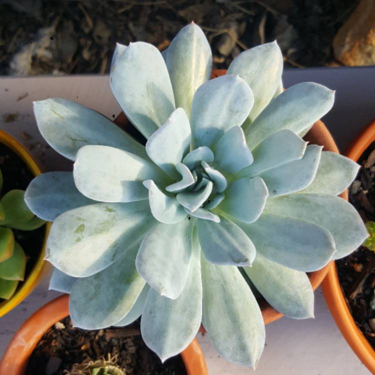 Plant image Echeveria Exotic