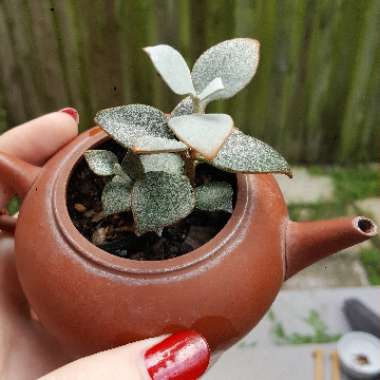 Kalanchoe orgyalis