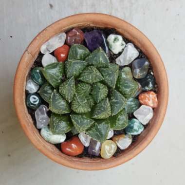 Haworthia Cooperi