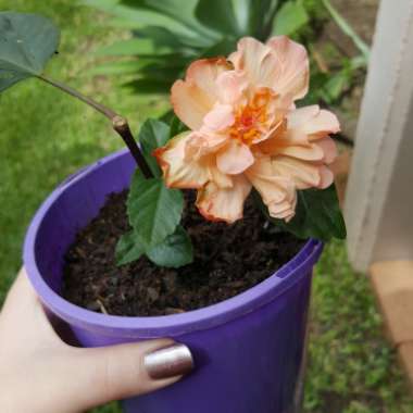 Hibiscus rosa-sinensis