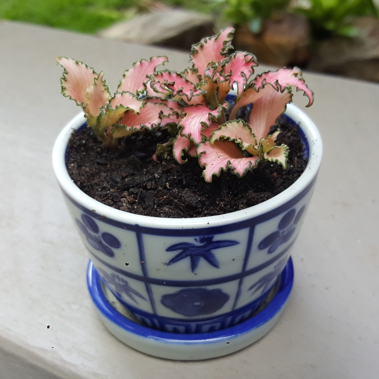 Plant image Fittonia Albivenis  'Frankie'