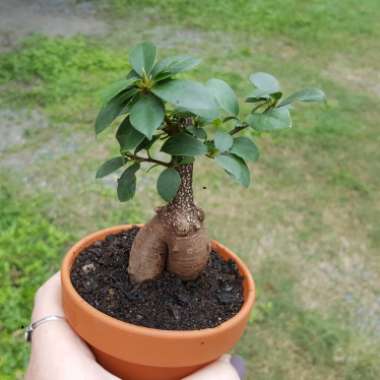 Ficus microcarpa (Bonsai)