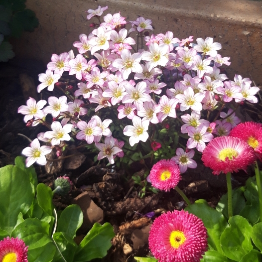 Plant image Saxifraga x arendsii 'Touran NeonRose'