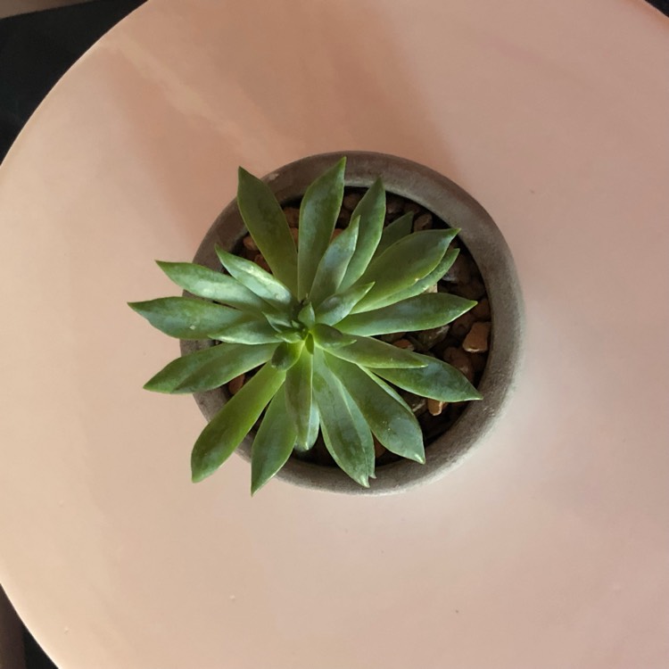 Plant image Dudleya greenei 