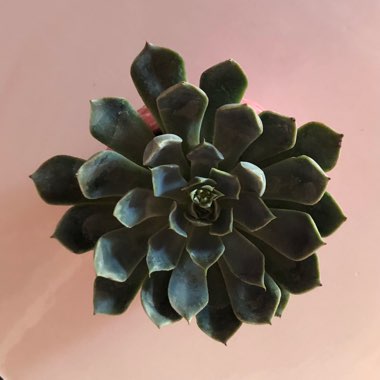 Echeveria Allegra