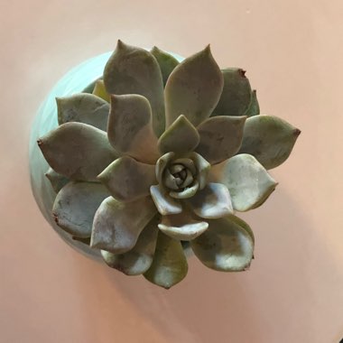 Echeveria Desmetiana v. Peacocki