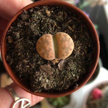 Lithops