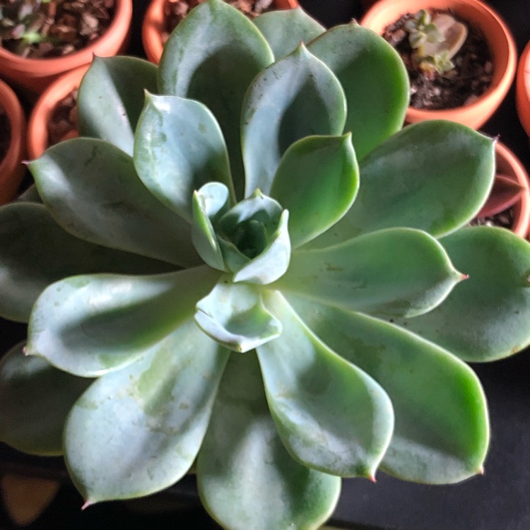 Plant image Echeveria Galaxy Blue