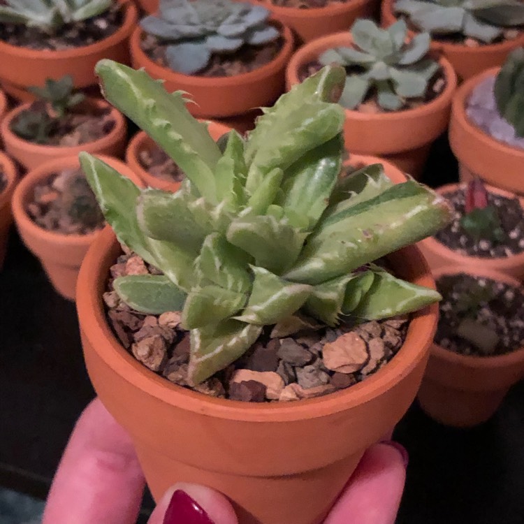 Plant image Faucaria tigrina variegata