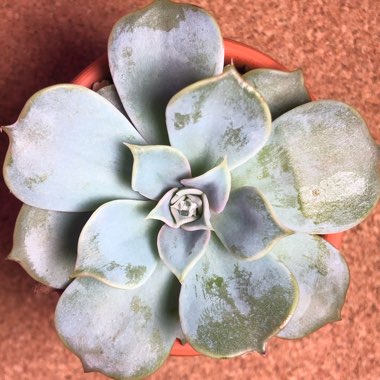 Echeveria Lilacina