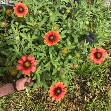 Gaillardia