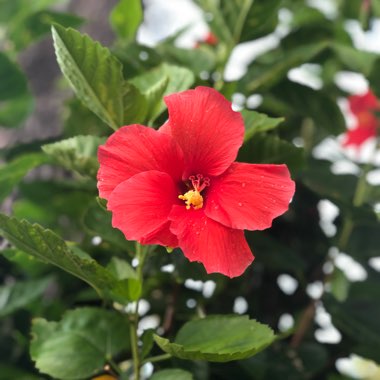 Hibiscus rosa-sinensis