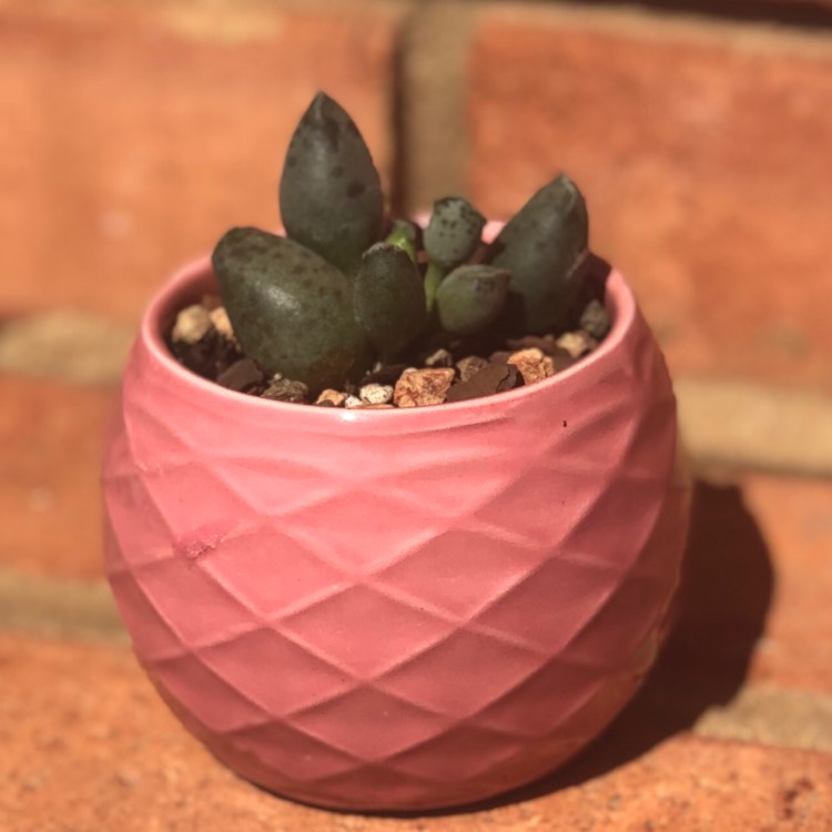 Plant image Adromischus cooperi