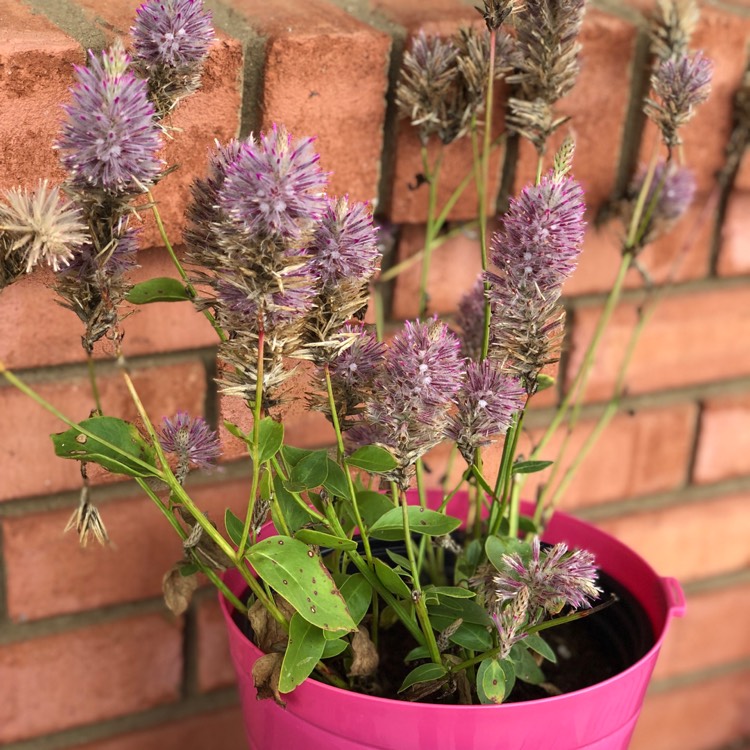 Plant image Ptilotus exaltatus 'Joey'