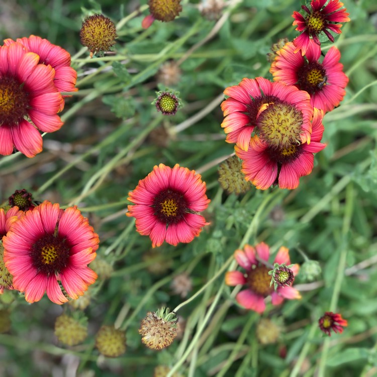 Plant image Gaillardia x grandiflora 'Burgunder' syn. Gaillardia 'Burgunder', Gaillardia x grandiflora 'Burgundy', Gaillardia 'Burgundy'