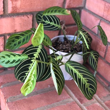 Maranta Leuconeura