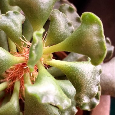 Adromischus cristatus