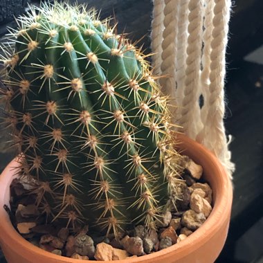 Trichocereus grandiflorus hybrid