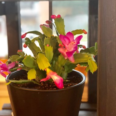 Schlumbergera truncata