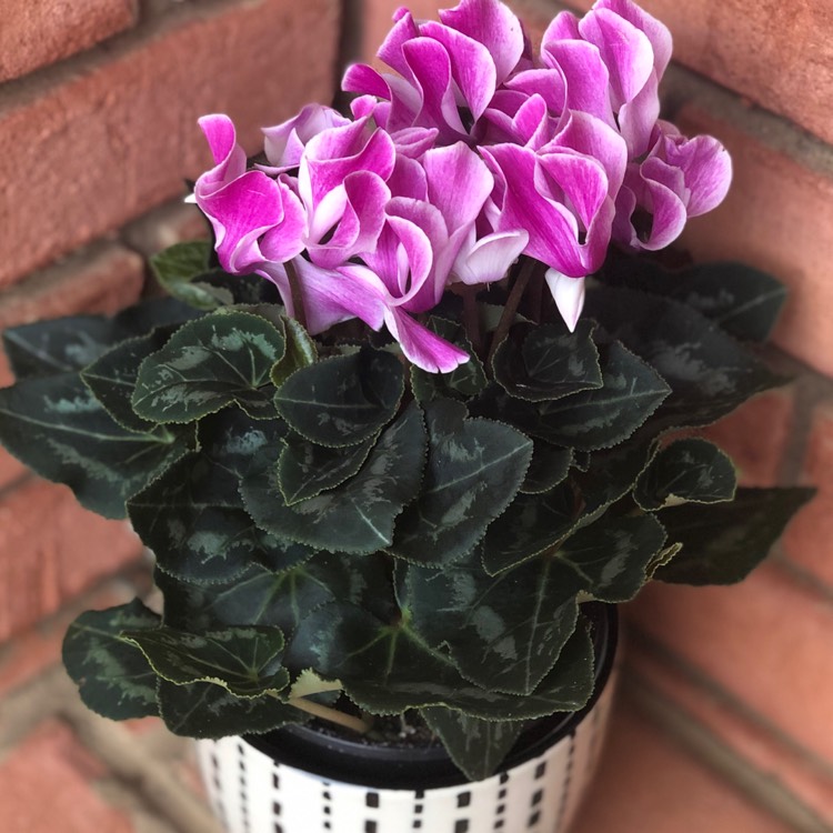 Plant image Cyclamen persicum