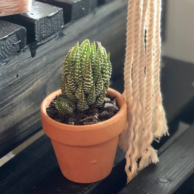 Haworthiopsis coarctata var. coarctata syn. Haworthia coarctata, Haworthia resendeana