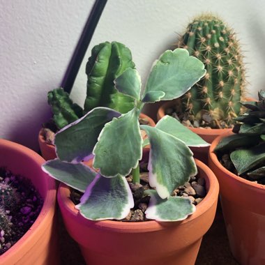 Kalanchoe fedtschenkoi 'Variegata'