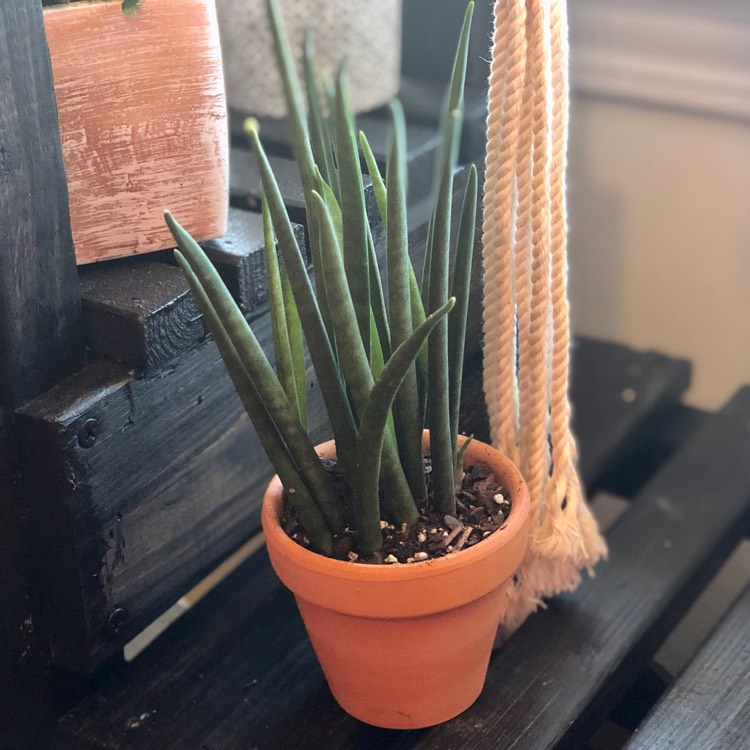 Plant image Sansevieria 'Fernwood Punk'