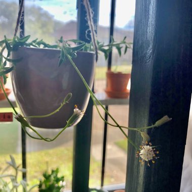 Senecio Peregrinus