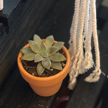 Graptopetalum Paraguayense subsp. Paraguayense