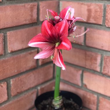 Hippeastrum