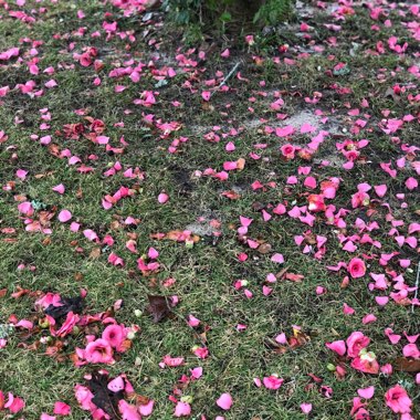 Camellia japonica 'Pink'