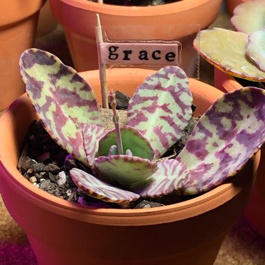 Kalanchoe Humilis