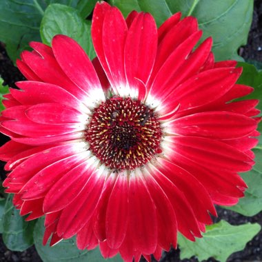 Gerbera