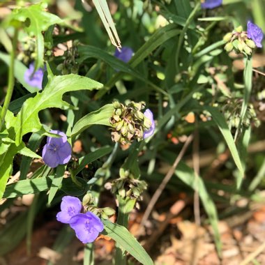 Tradescantia 'Outdoor plants'