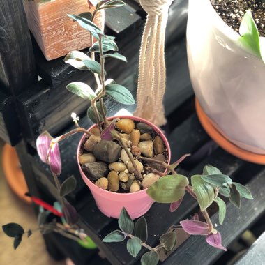 Tradescantia chrysophylla 'Baby Bunny Bellies'