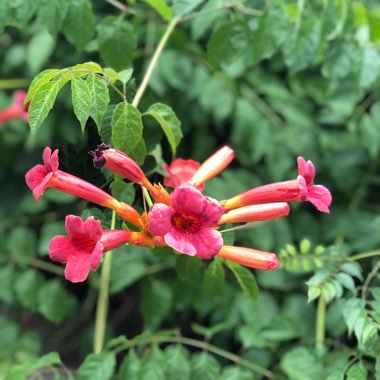 Campsis x tagliabuana 'Madame Galen'