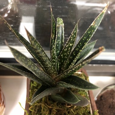 x Gasteraloe beguinii