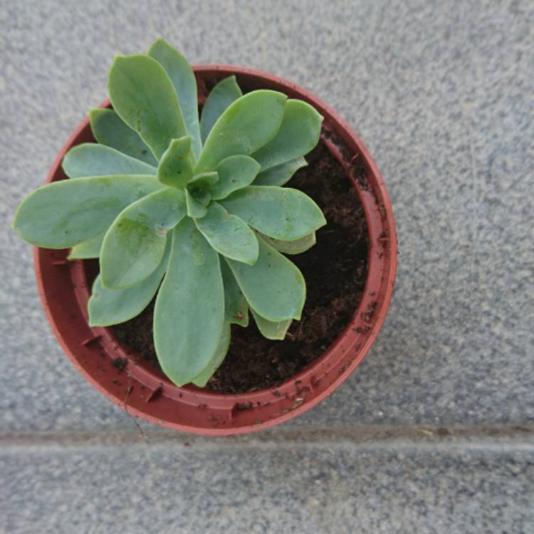 Plant image Sedum Palmerii