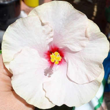 Hibiscus