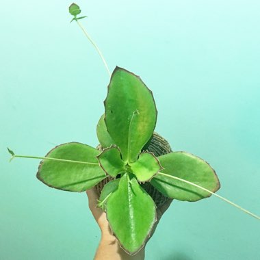 Kalanchoe Synsepala 'Gremlin'