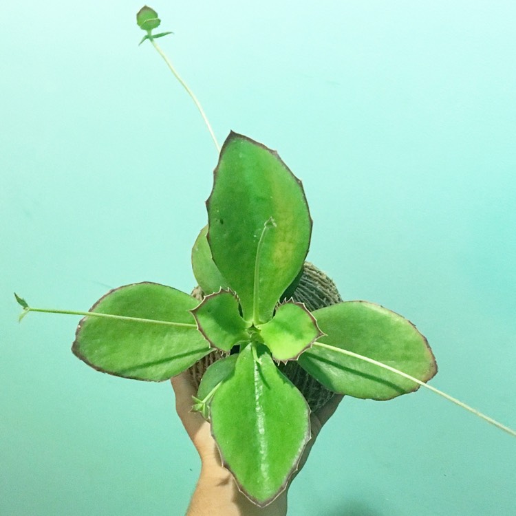 Plant image Kalanchoe Synsepala 'Gremlin'