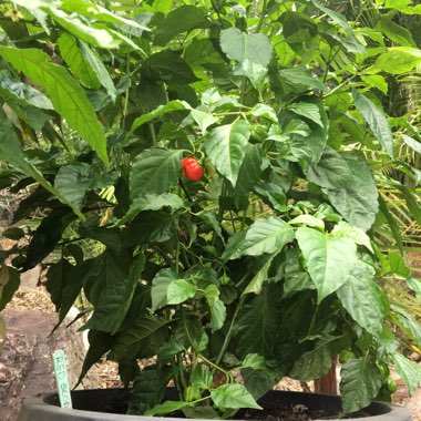 Capsicum Chinense 'Butch T Red Scorpion'