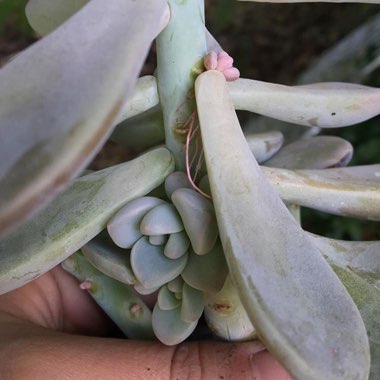 Graptoveria 'Debbi'